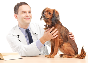 Pet Health for Gog