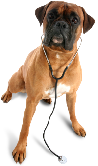 Image of a dog wearing a stethoscope